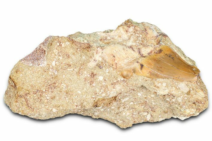 Otodus Shark Tooth Fossil in Rock - Morocco #376139